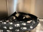 Icarus, Domestic Shorthair For Adoption In Missoula, Montana