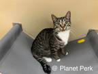 Ruby, Domestic Shorthair For Adoption In Oshkosh, Wisconsin