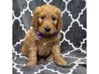 Golden Retriever Puppy for sale in Lakeland, FL, USA