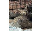 ZiZi Domestic Shorthair Kitten Female
