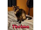 Thelma Domestic Shorthair Adult Female