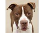 Rex American Pit Bull Terrier Adult Male