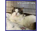 Stella Artios Domestic Mediumhair Senior Female