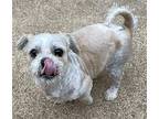 Ace Lhasa Apso Adult Male