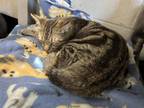 Harley Domestic Shorthair Kitten Female