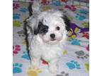 Maltipoo Puppy for sale in Tucson, AZ, USA