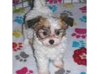 Maltese Puppy for sale in Tucson, AZ, USA