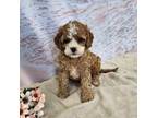 Cavapoo Puppy for sale in Clyde, NY, USA