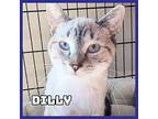 Dilly Domestic Shorthair Young Female
