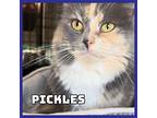 Pickles Domestic Mediumhair Young Female