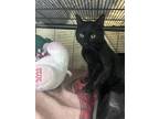 Jersey Domestic Shorthair Adult Male