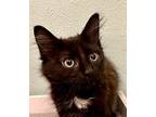 Cricket Domestic Mediumhair Kitten Female