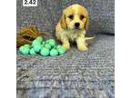 Cavachon Puppy for sale in Sioux Center, IA, USA