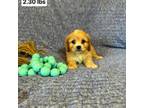 Cavachon Puppy for sale in Sioux Center, IA, USA
