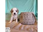 Cocker Spaniel Puppy for sale in Sioux Center, IA, USA