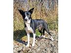 Izzy (6194) Border Collie Young Female