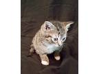 Darcy Domestic Shorthair Kitten Female