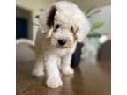 Mutt Puppy for sale in Dallas, TX, USA