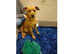 Lilly American Pit Bull Terrier Adult Female
