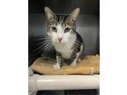 Darcy Domestic Shorthair Adult Male