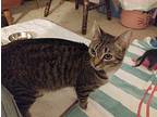 Jacey Domestic Shorthair Young Female