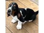 Basset Hound Puppy for sale in Connersville, IN, USA