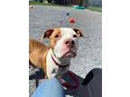 Polly American Bulldog Adult Female