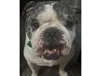 Hondo American Bulldog Adult Male