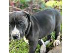 Udo American Pit Bull Terrier Puppy Male