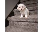 Maltese Puppy for sale in Maria Stein, OH, USA