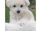 Mutt Puppy for sale in Selma, CA, USA
