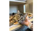 Maeve Domestic Shorthair Young Female