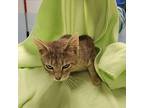 Maybell 2/3 Domestic Shorthair Young Female