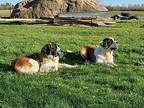 Cupcake & Skittles St. Bernard Young Female