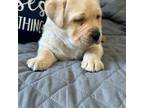 Labrador Retriever Puppy for sale in Silex, MO, USA