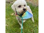 Janie Poodle (Miniature) Adult Female