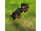 Rottweiler Puppy for sale in Aliquippa, PA, USA