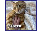 Carter Domestic Shorthair Young Male