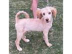 Jill Goldendoodle Puppy Female