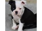 Boston Terrier Puppy for sale in Geneva, FL, USA