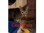 Clemensia Domestic Shorthair Young Female