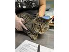 Bobby Domestic Shorthair Adult Male