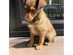 Pomeranian Puppy for sale in Chesterfield, MI, USA