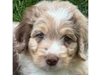 Aussiedoodle Puppy for sale in Culpeper, VA, USA