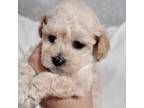Maltipoo Puppy for sale in Peoria, AZ, USA