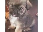 Shorkie Tzu Puppy for sale in Louisville, KY, USA