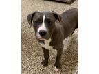 Cleo American Pit Bull Terrier Young Female
