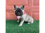 French Bulldog Fluffy