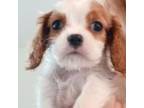 Cavalier King Charles Spaniel Puppy for sale in Highlands Ranch, CO, USA