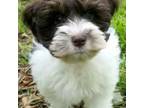 Schnauzer (Miniature) Puppy for sale in Muenster, TX, USA